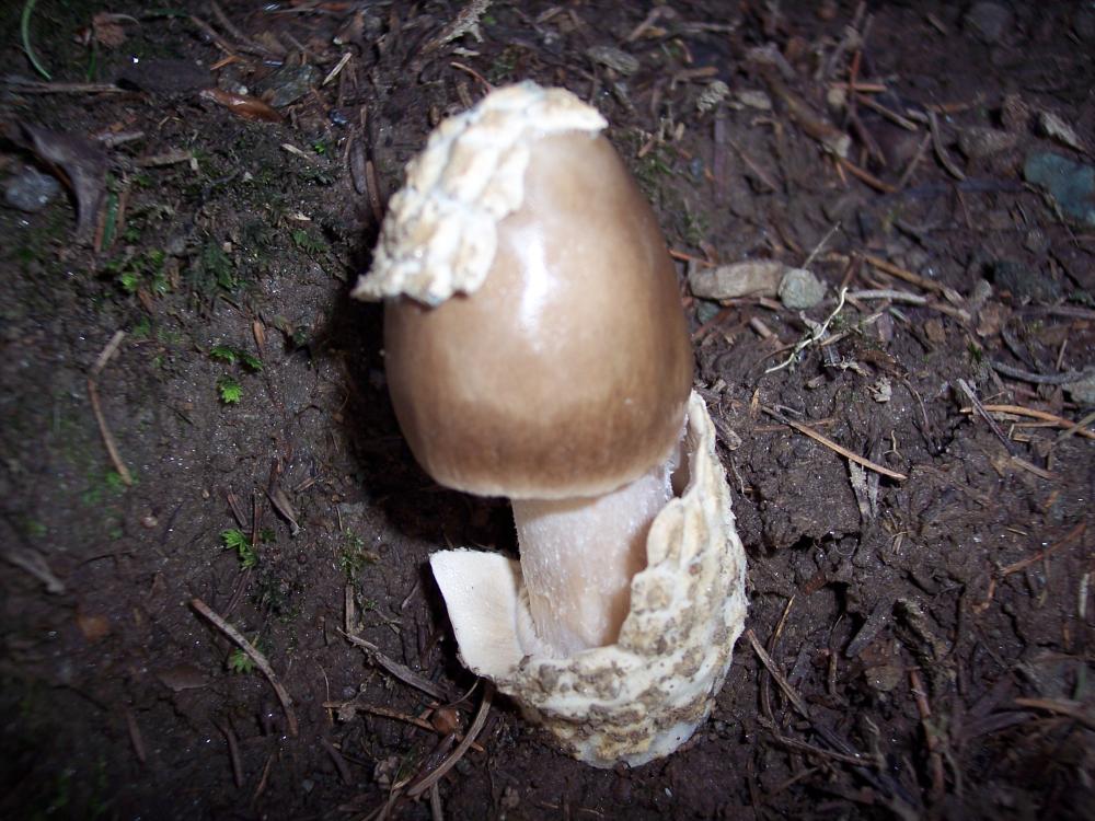 Escursione a Gressoney